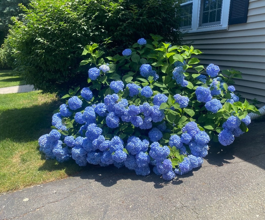 15 Massasoit Circle Walpole, MA 02032 - Photo 30 of 34 a bunch of flowers are in a garden