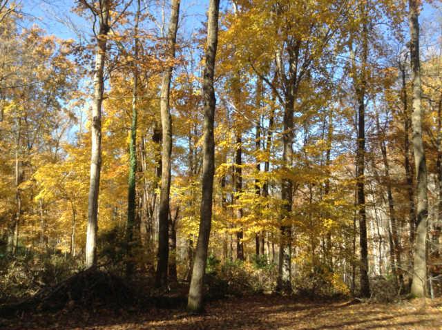 255 Hidden Lake Road Hendersonville, TN 37075 - Photo 18 of 19 Huge lot with beautiful wooded area backs up to pond