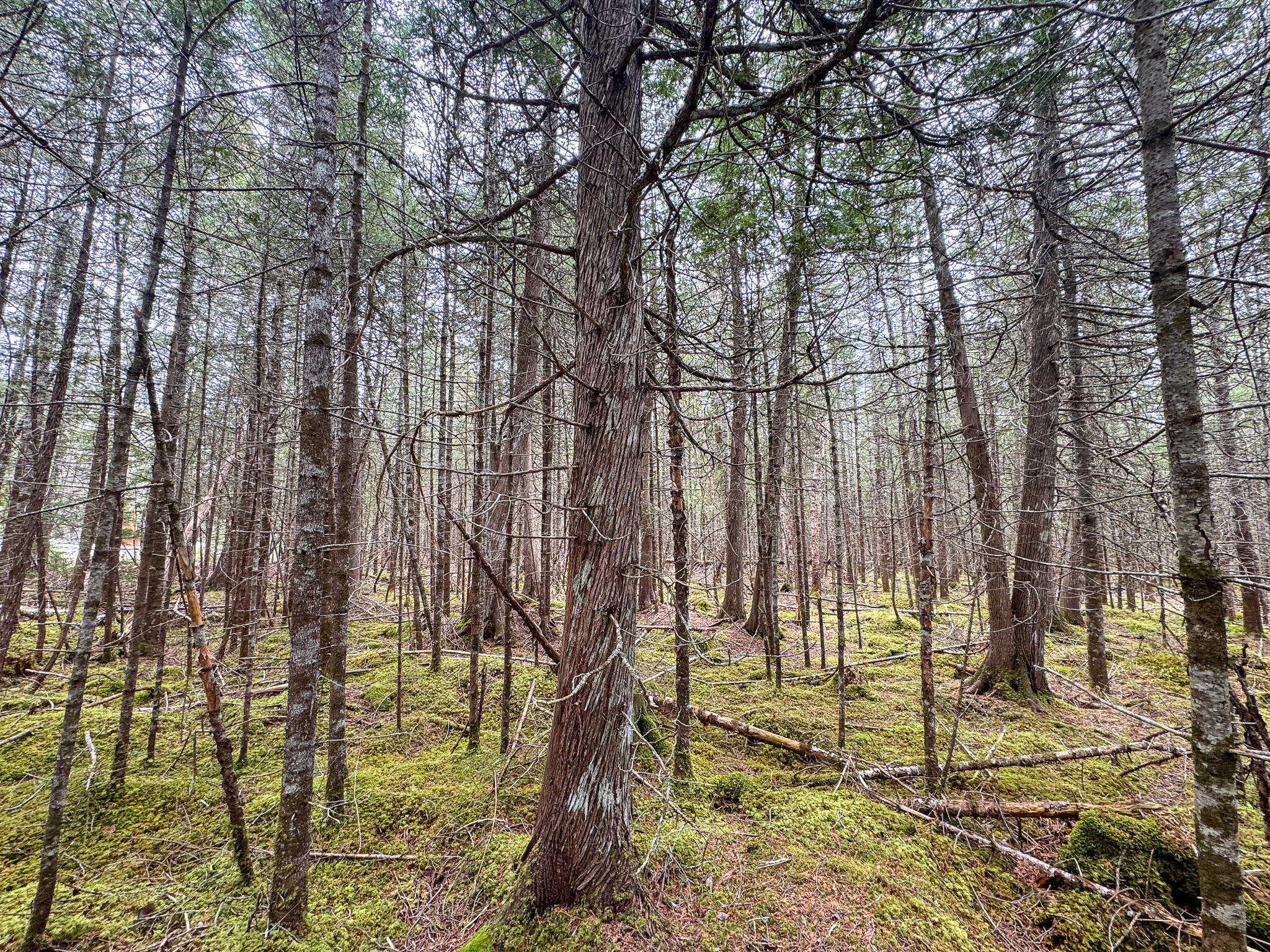 58 High Head Road East Machias, ME 04630 - Photo 6 of 17 IMG_4737