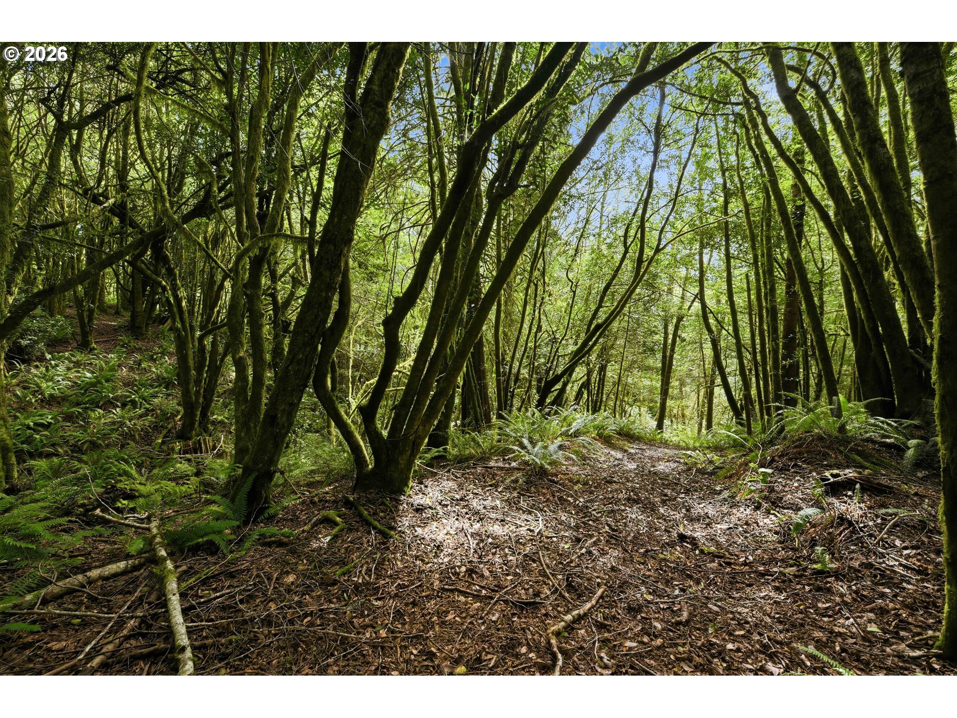 0 Cougar Road Coquille, OR 97423 - Photo 12 of 14