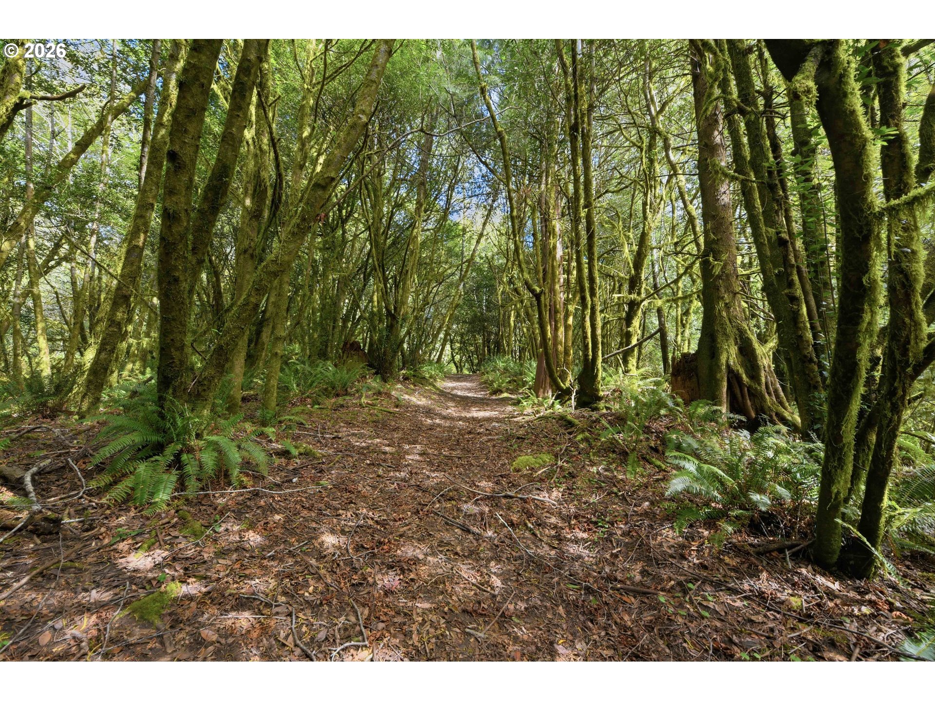 0 Cougar Road Coquille, OR 97423 - Photo 4 of 14