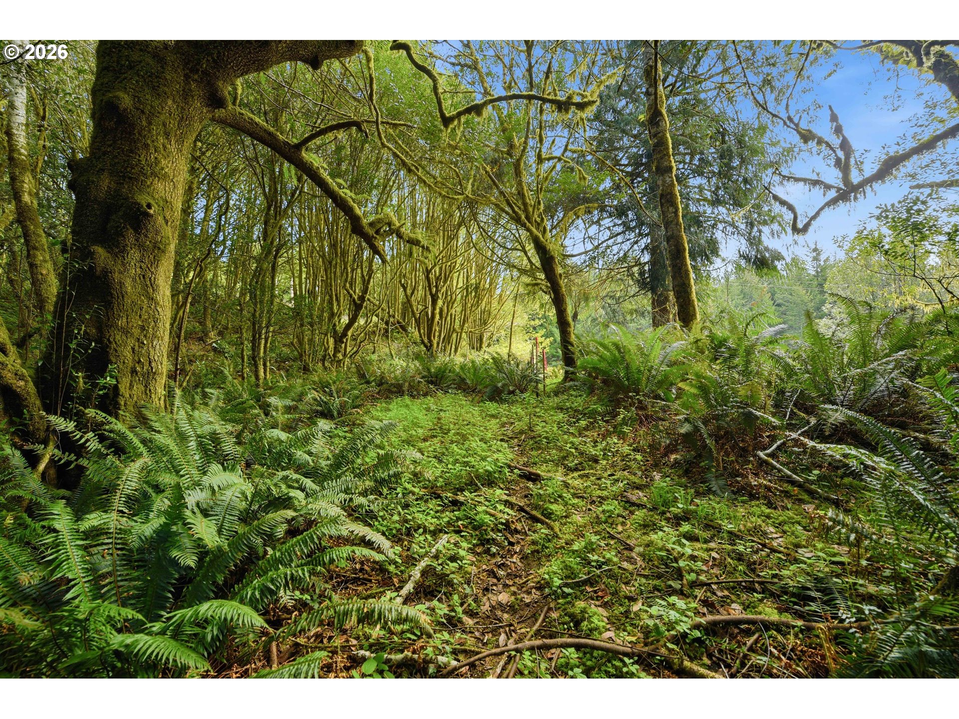 0 Cougar Road Coquille, OR 97423 - Photo 8 of 14