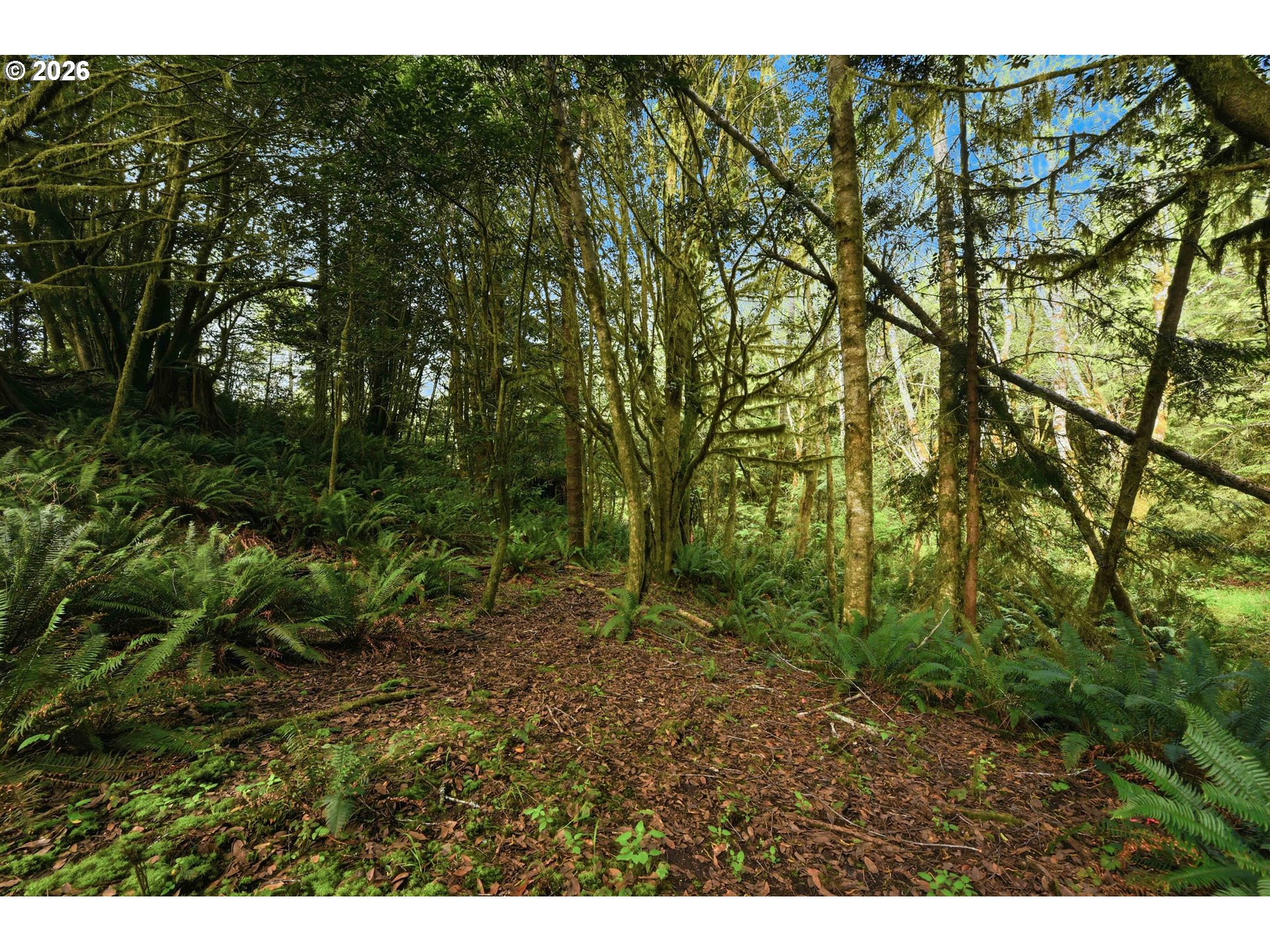 0 Cougar Road Coquille, OR 97423 - Photo 9 of 14