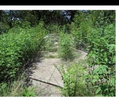a view of a yard with plants and a tree