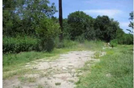 a view of plant in middle of green field