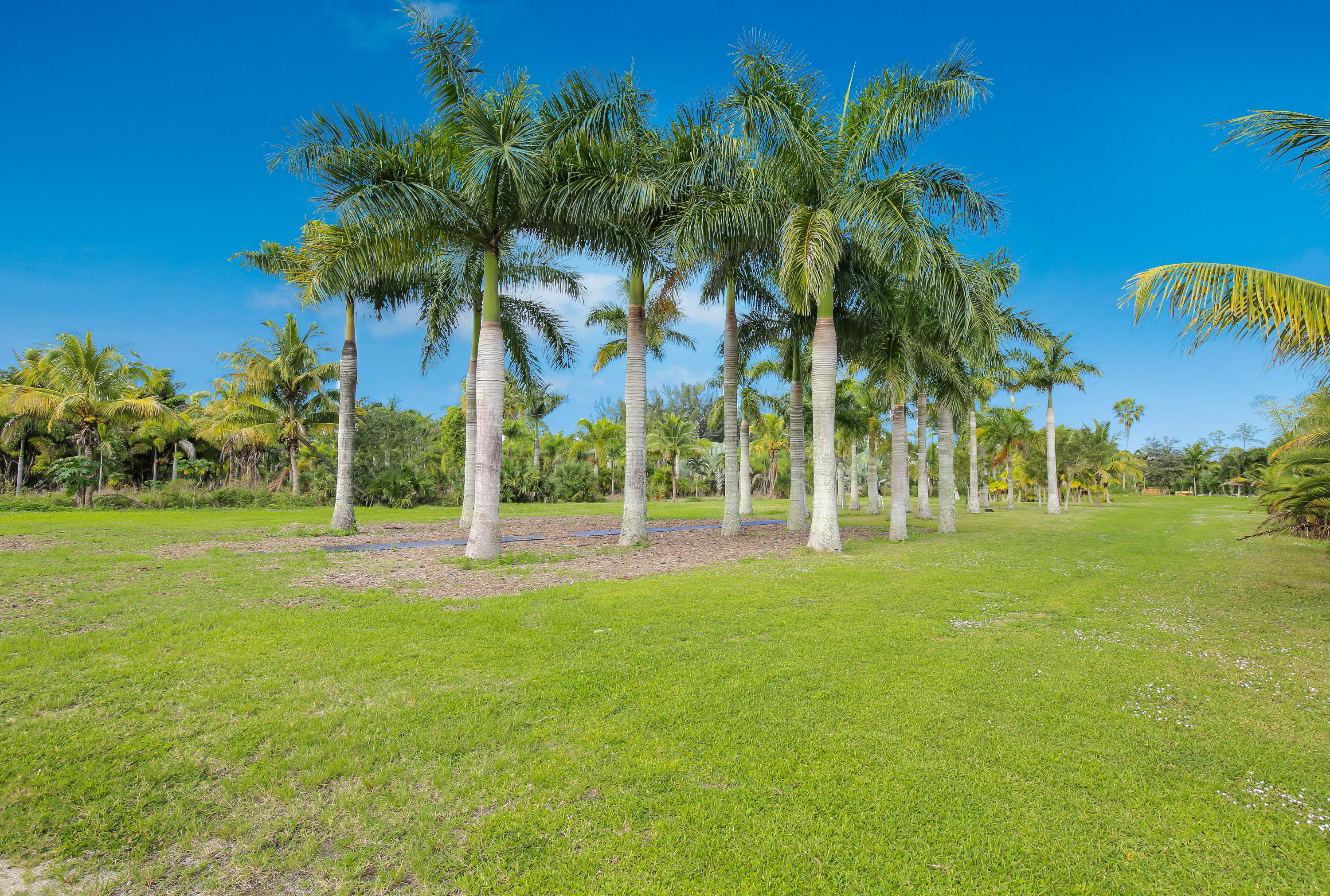 2285 D Road Loxahatchee Groves, FL 33470 - Photo 7 of 32 Exotic Trees
