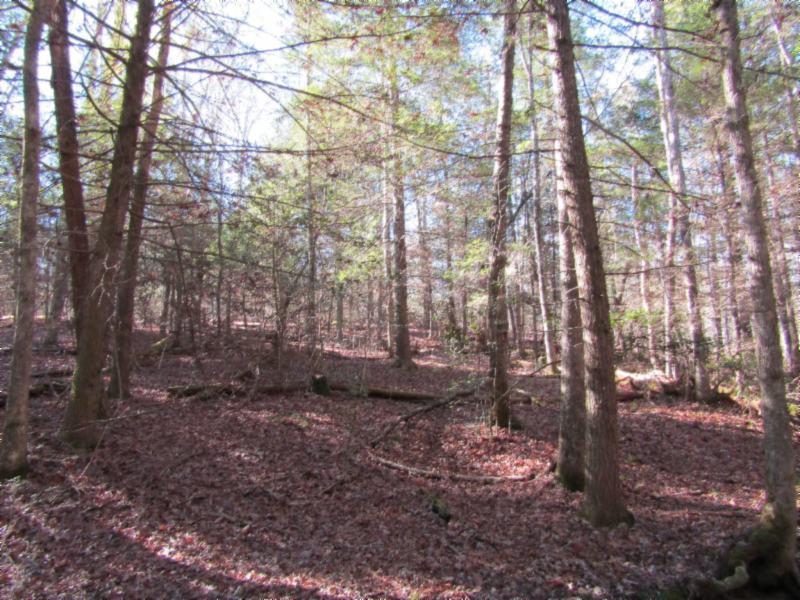 8.31-ac Model Farm Road Jamestown, TN 38556 - Photo 14 of 28 01092020 022