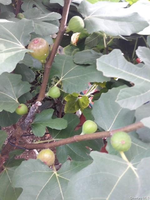 247 Croydon Road Yonkers, NY 10710 - Photo 11 of 27