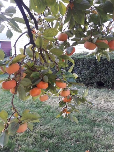 247 Croydon Road Yonkers, NY 10710 - Photo 16 of 27