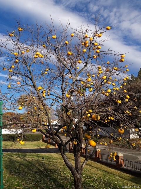 247 Croydon Road Yonkers, NY 10710 - Photo 17 of 27