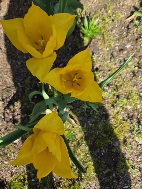 247 Croydon Road Yonkers, NY 10710 - Photo 21 of 27