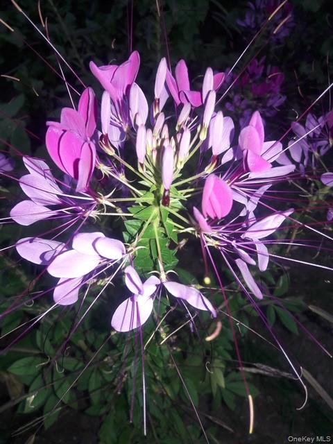 247 Croydon Road Yonkers, NY 10710 - Photo 26 of 27