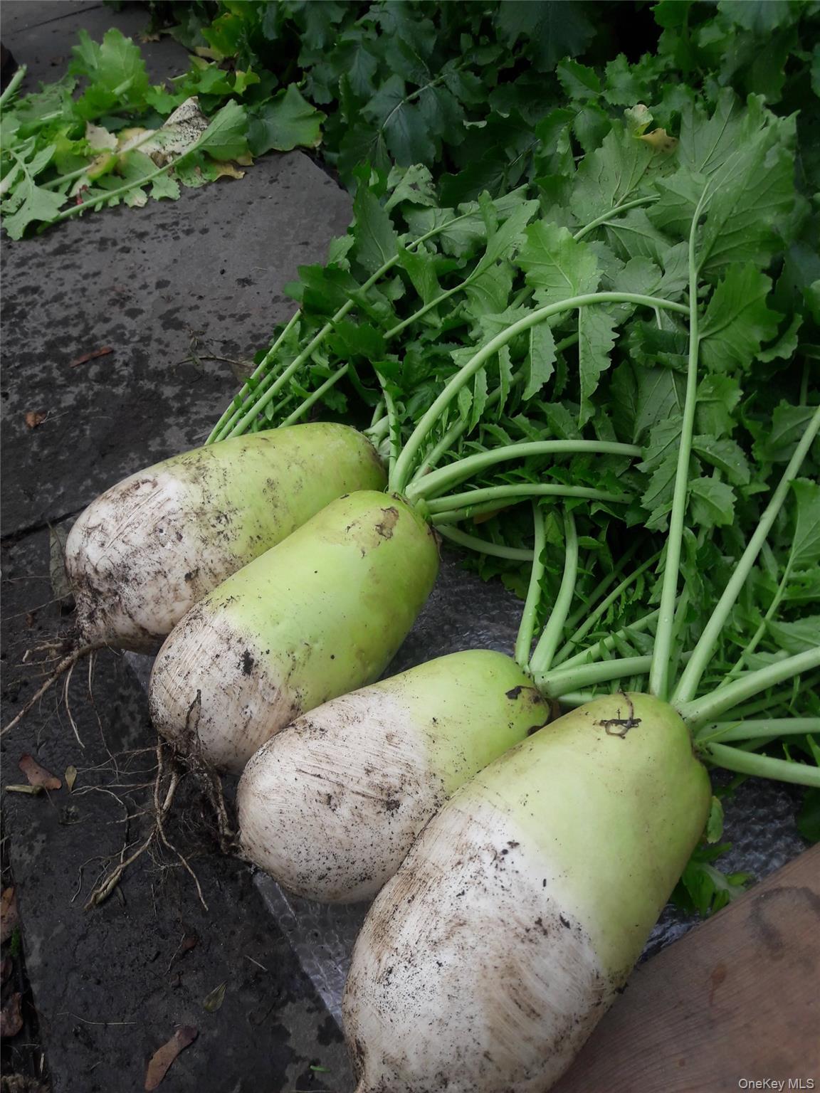 247 Croydon Road Yonkers, NY 10710 - Photo 42 of 49 These are some vegetables and fruits harvested from the backyard.