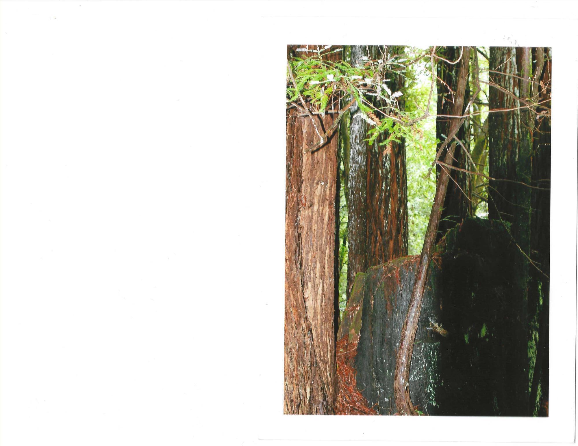 195 Rd A Whitethorn, CA 95589 - Photo 42 of 47 Redwoods