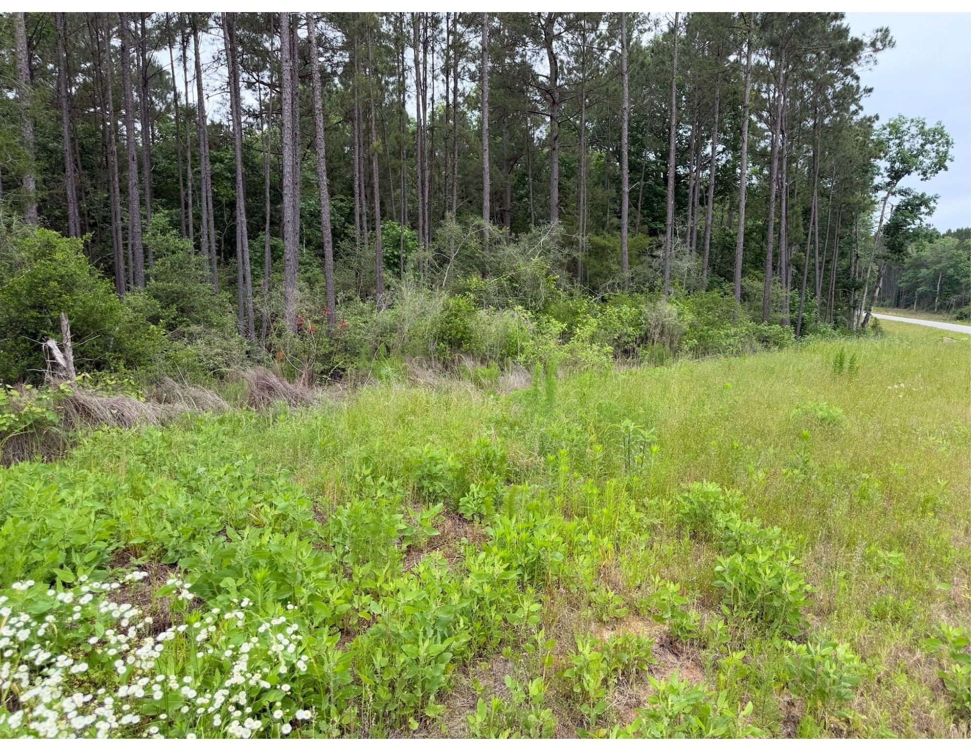 15890 Ridge Oak Road Willis, TX 77378 - Photo 3 of 11 a view of backyard with green space