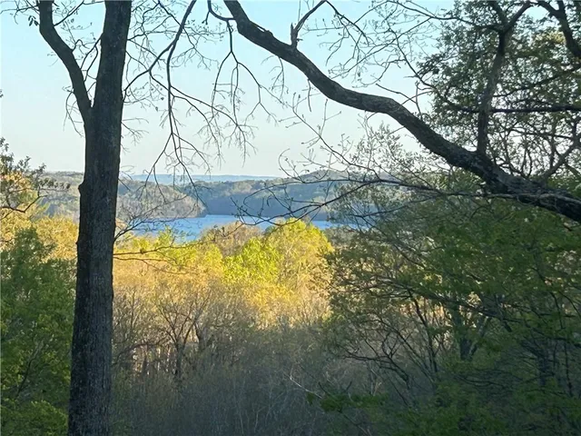 a view of a yard with large tree