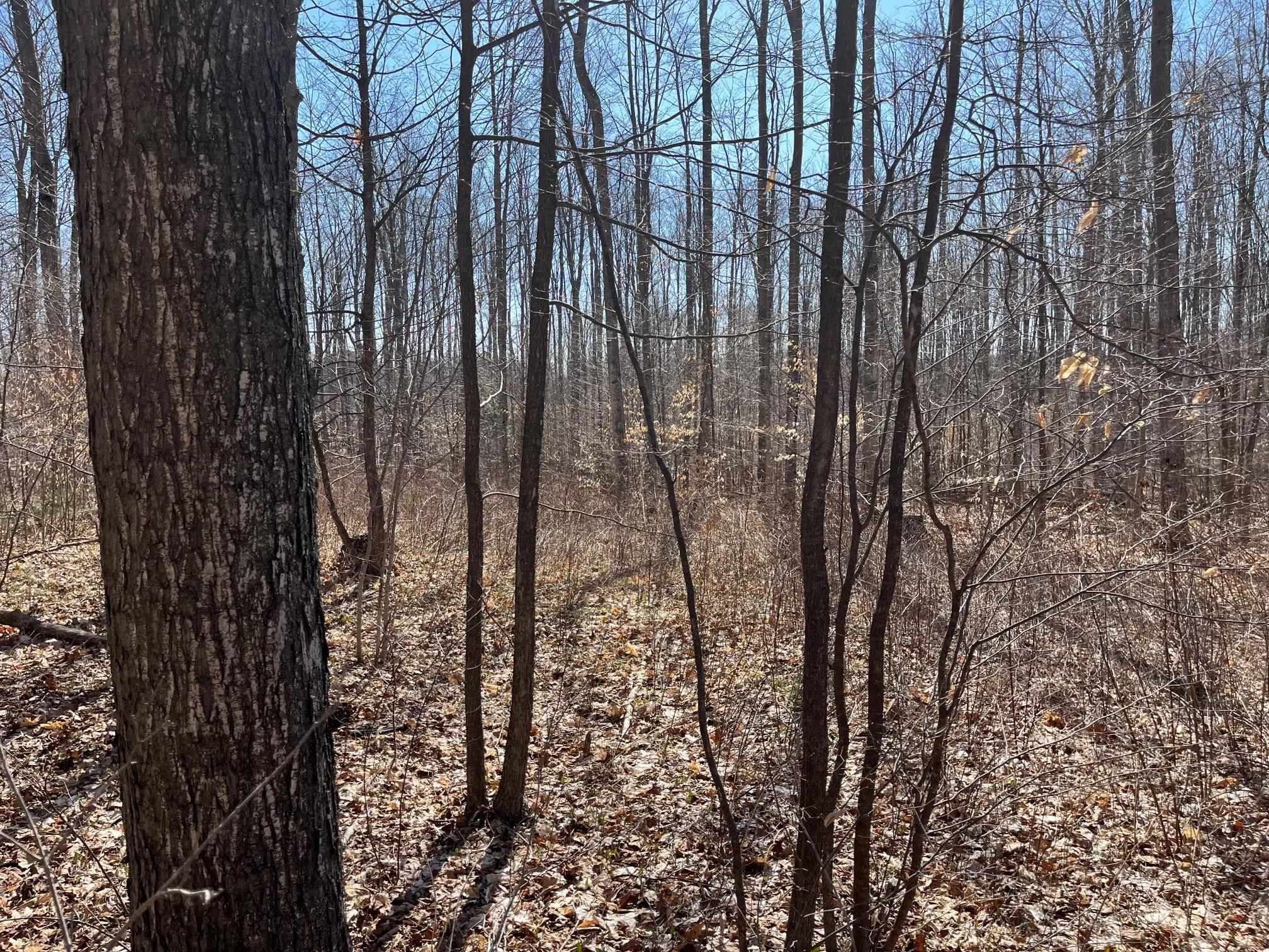 2 King Road, Unit LOT: 2 Benzonia, MI 49616 - Photo 6 of 14