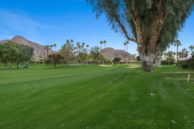 a view of a large trees with a big yard