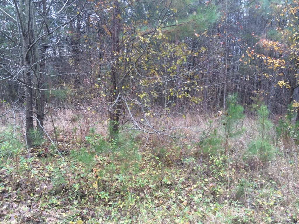 1311 Micol Road, Unit 15 & 16 Newton, NC 28658 - Photo 3 of 3 a view of a forest with lots of trees
