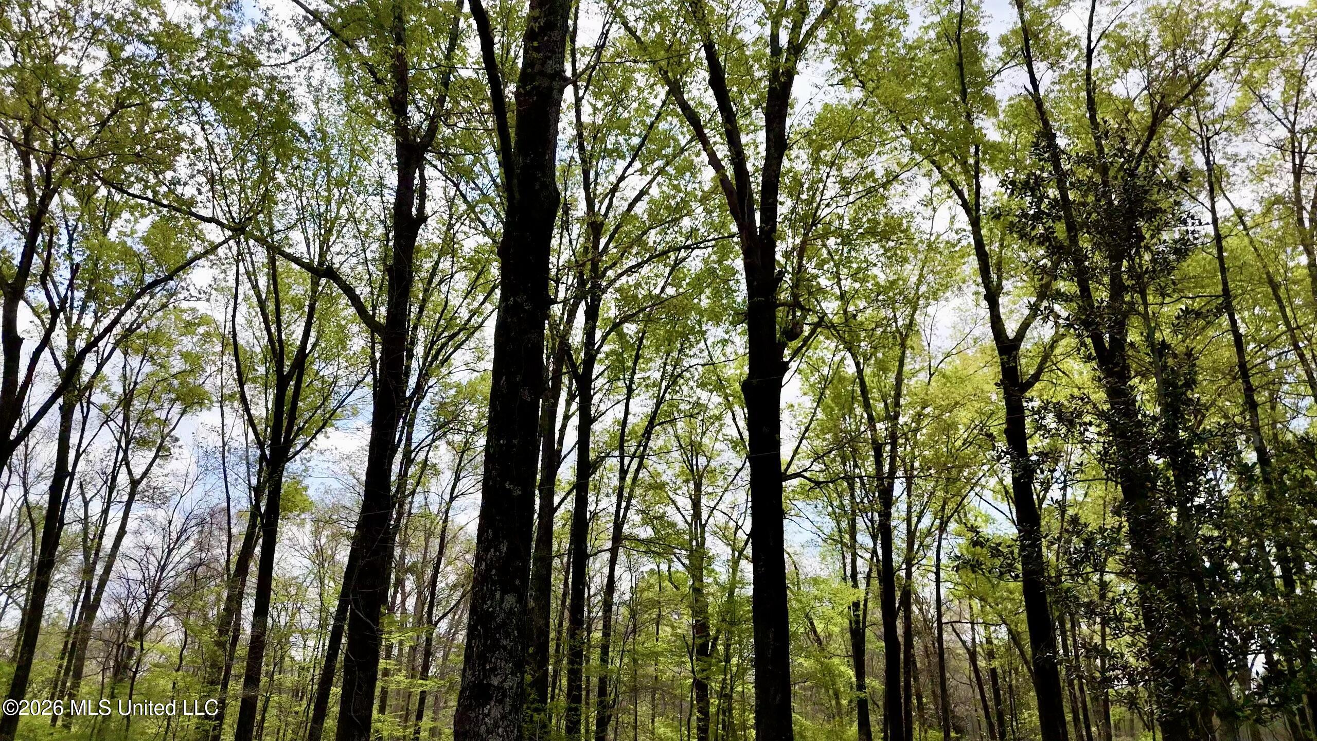 8747 River Road Natchez, MS 39120 - Photo 79 of 97 3CB23477-43D7-4BD0-BE44-31B4429DEEE9Scre