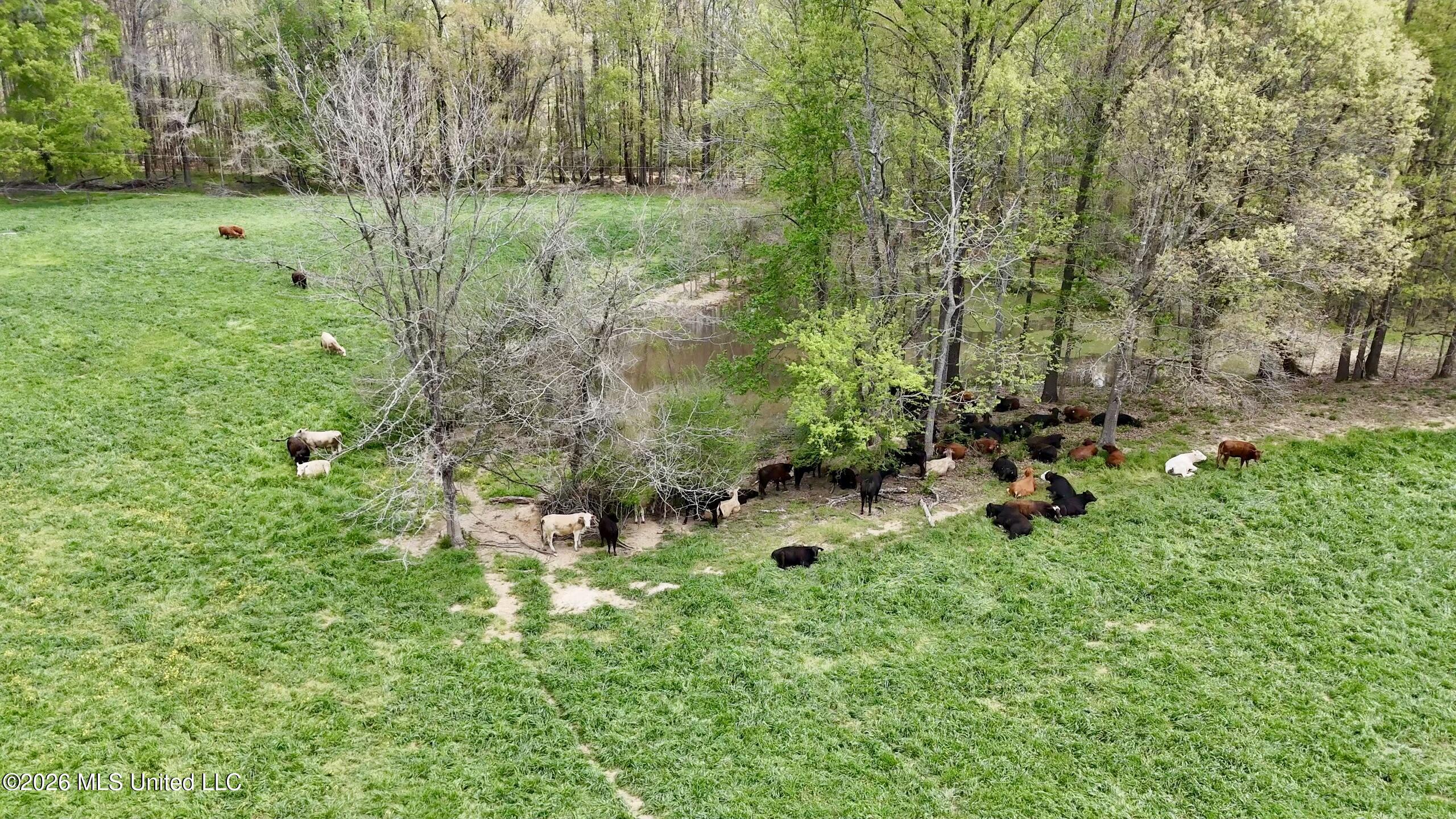 8747 River Road Natchez, MS 39120 - Photo 87 of 97 F48DBE73-6DED-4120-AB92-682E03DB1F1DScre