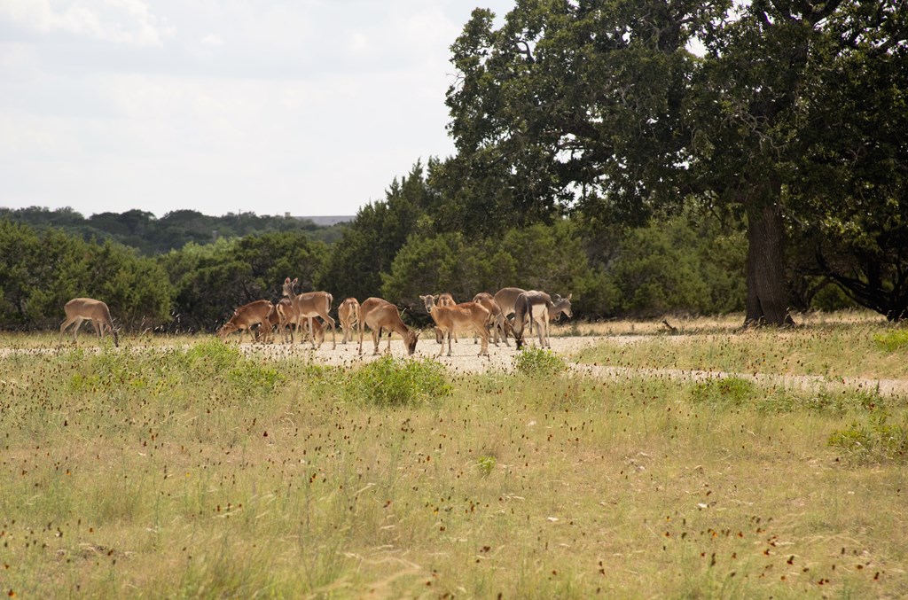 627 Lake Ridge Road Kerrville, TX 78028 - Photo 12 of 13