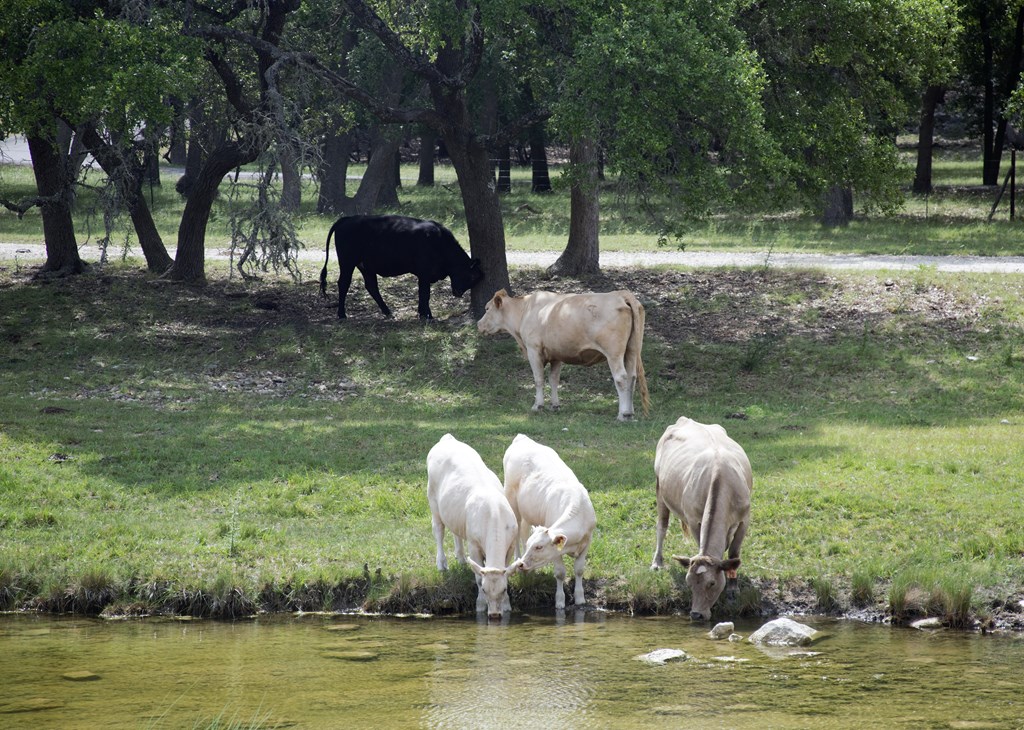 627 Lake Ridge Road Kerrville, TX 78028 - Photo 13 of 13