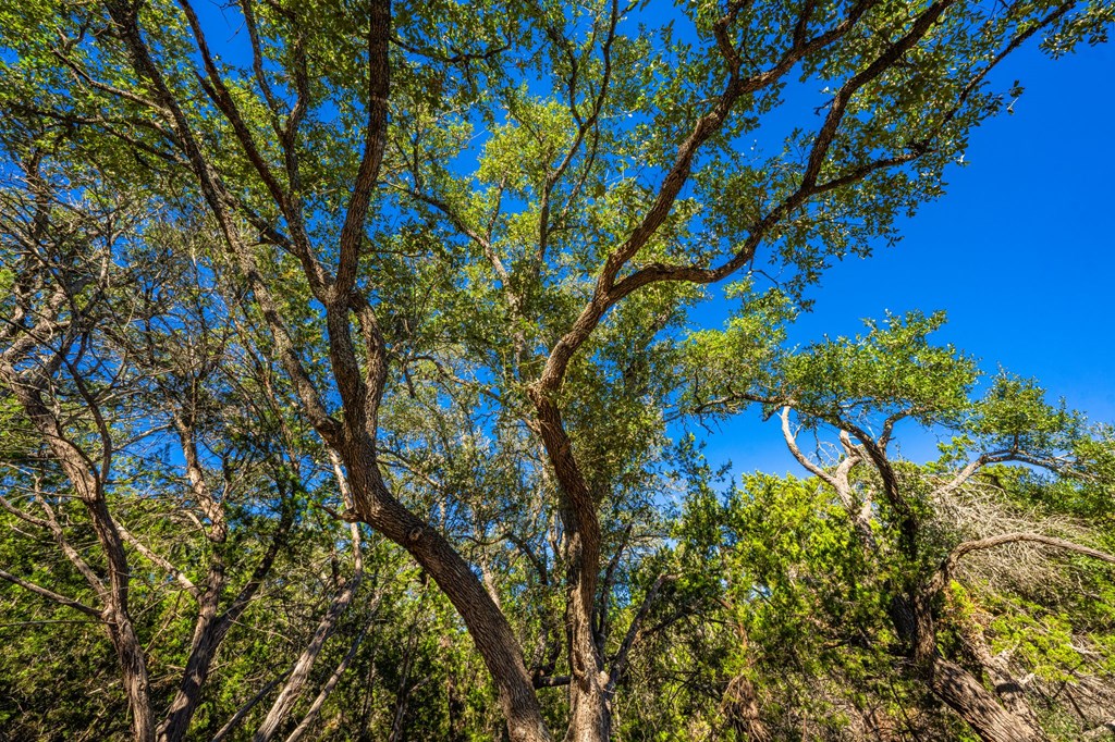 627 Lake Ridge Road Kerrville, TX 78028 - Photo 8 of 13