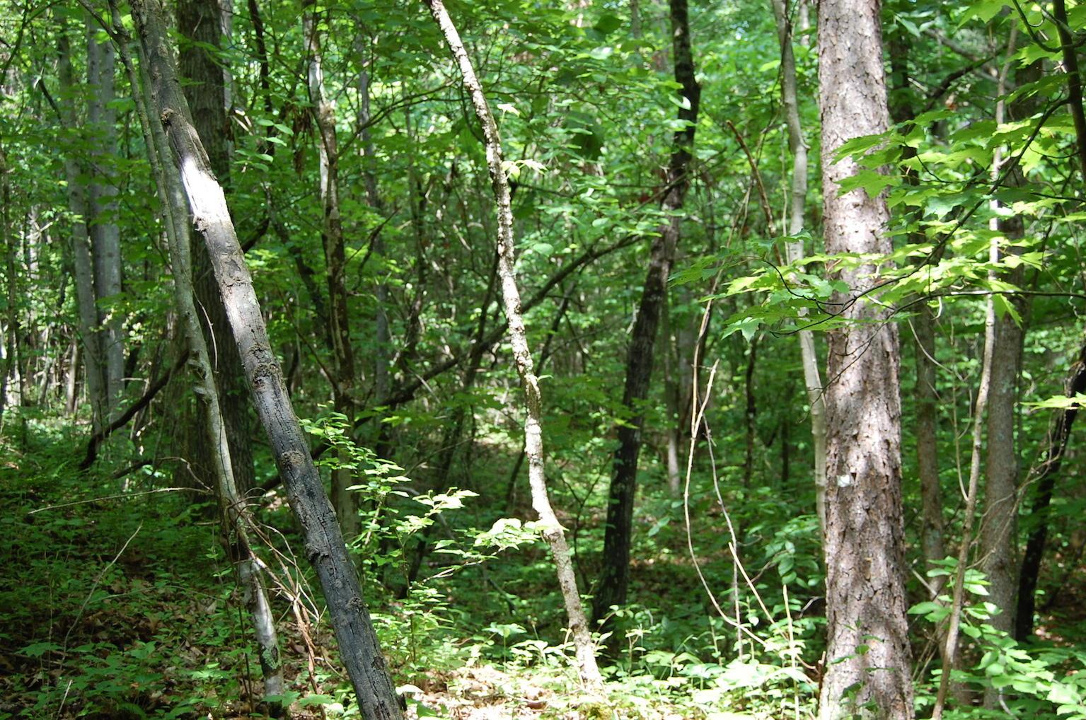 0 Blackfork-Firebrick Road Oak Hill, OH 45656 - Photo 11 of 49