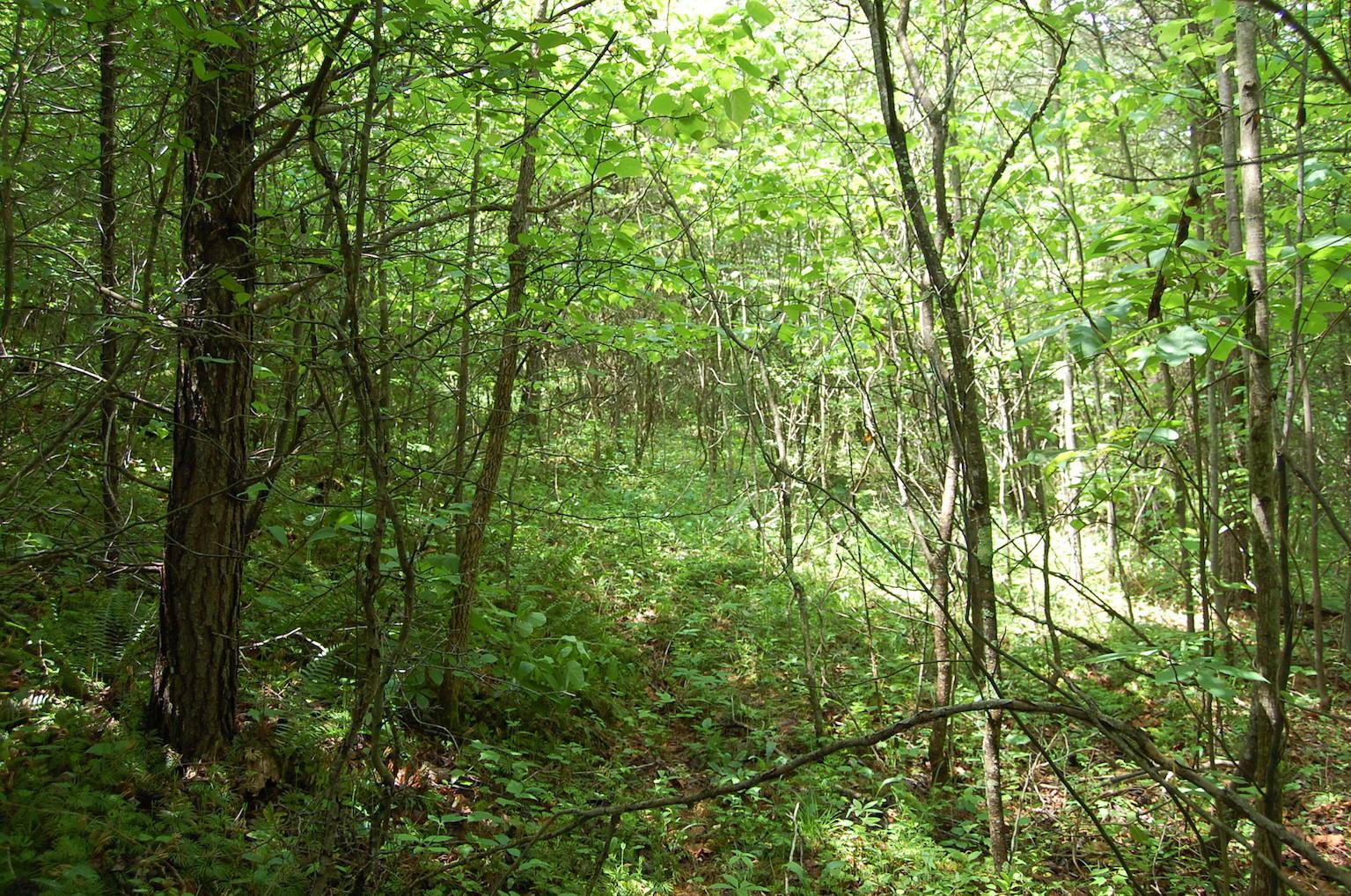 0 Blackfork-Firebrick Road Oak Hill, OH 45656 - Photo 20 of 49