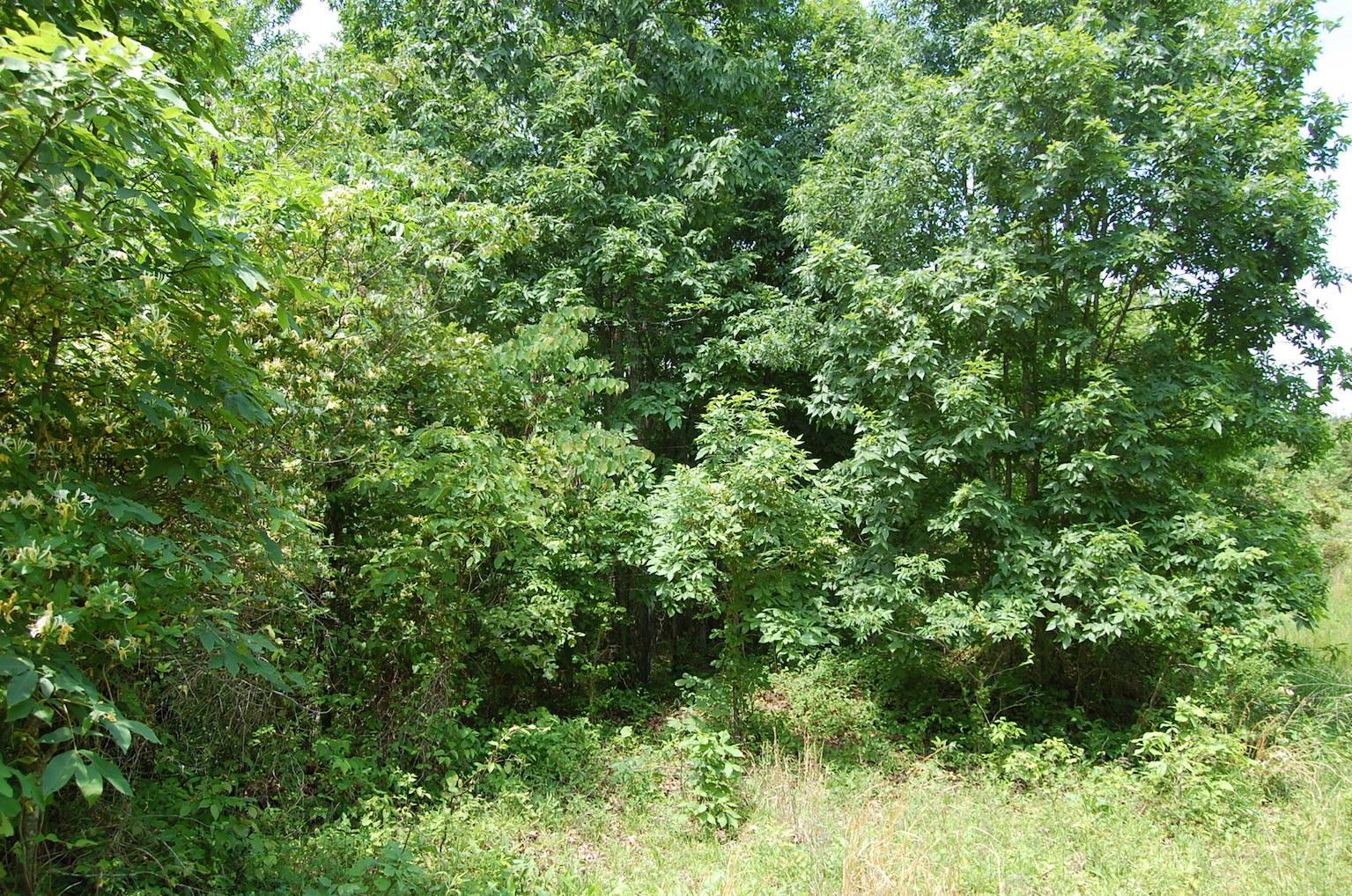 0 Blackfork-Firebrick Road Oak Hill, OH 45656 - Photo 23 of 49