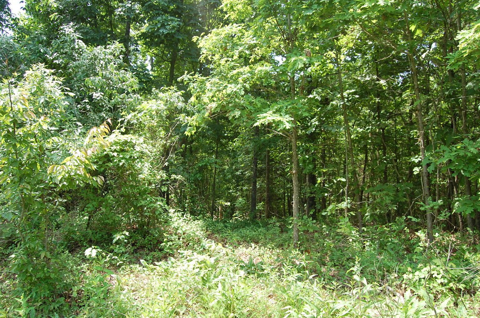 0 Blackfork-Firebrick Road Oak Hill, OH 45656 - Photo 24 of 49