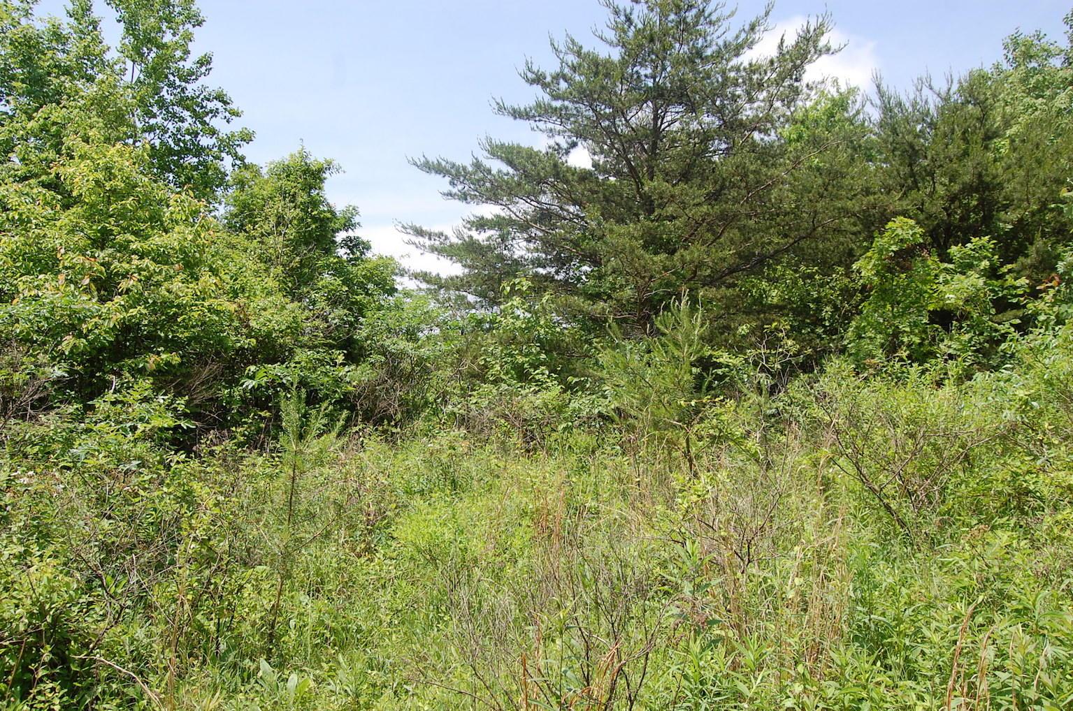 0 Blackfork-Firebrick Road Oak Hill, OH 45656 - Photo 26 of 49