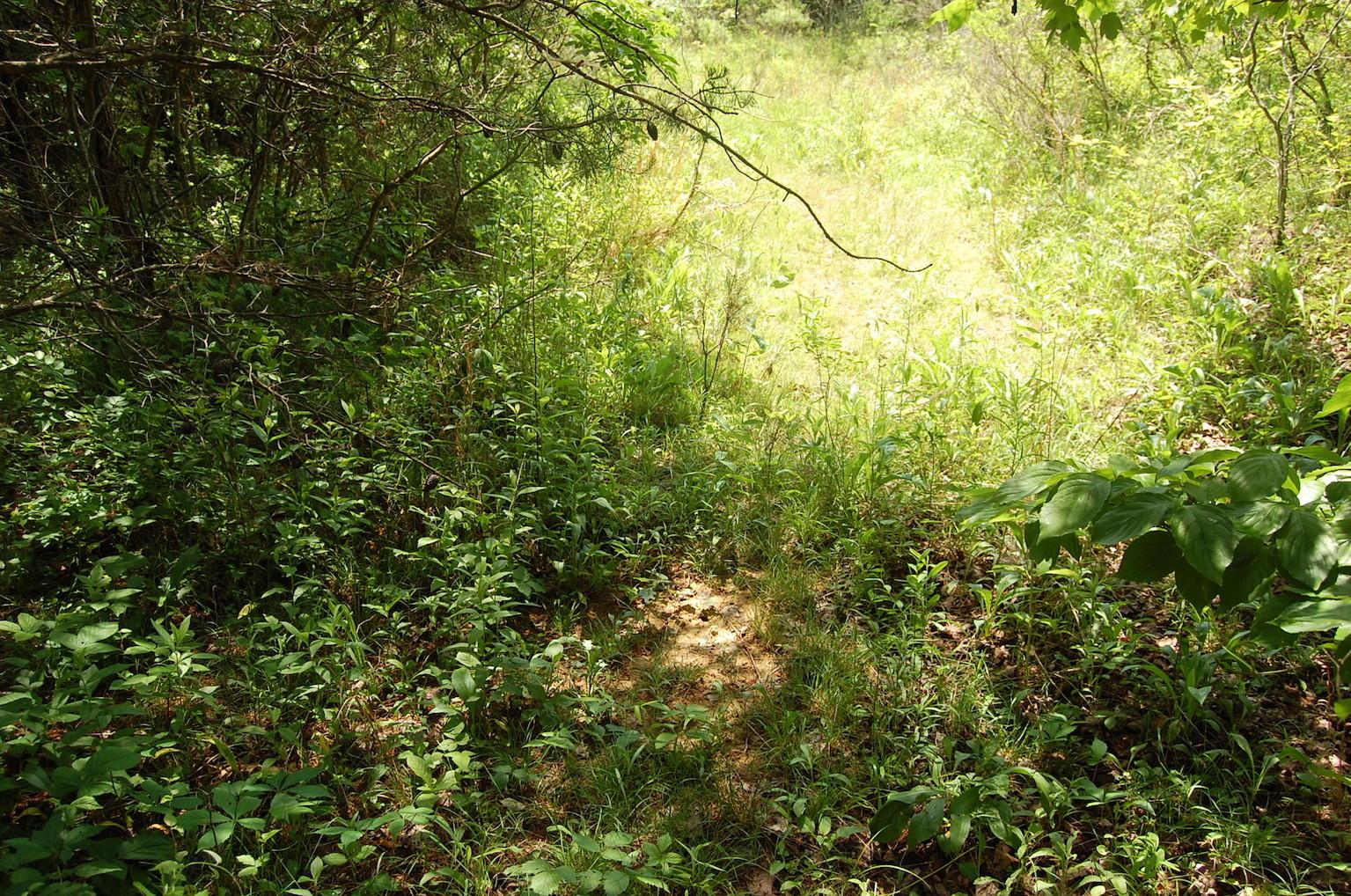0 Blackfork-Firebrick Road Oak Hill, OH 45656 - Photo 28 of 49