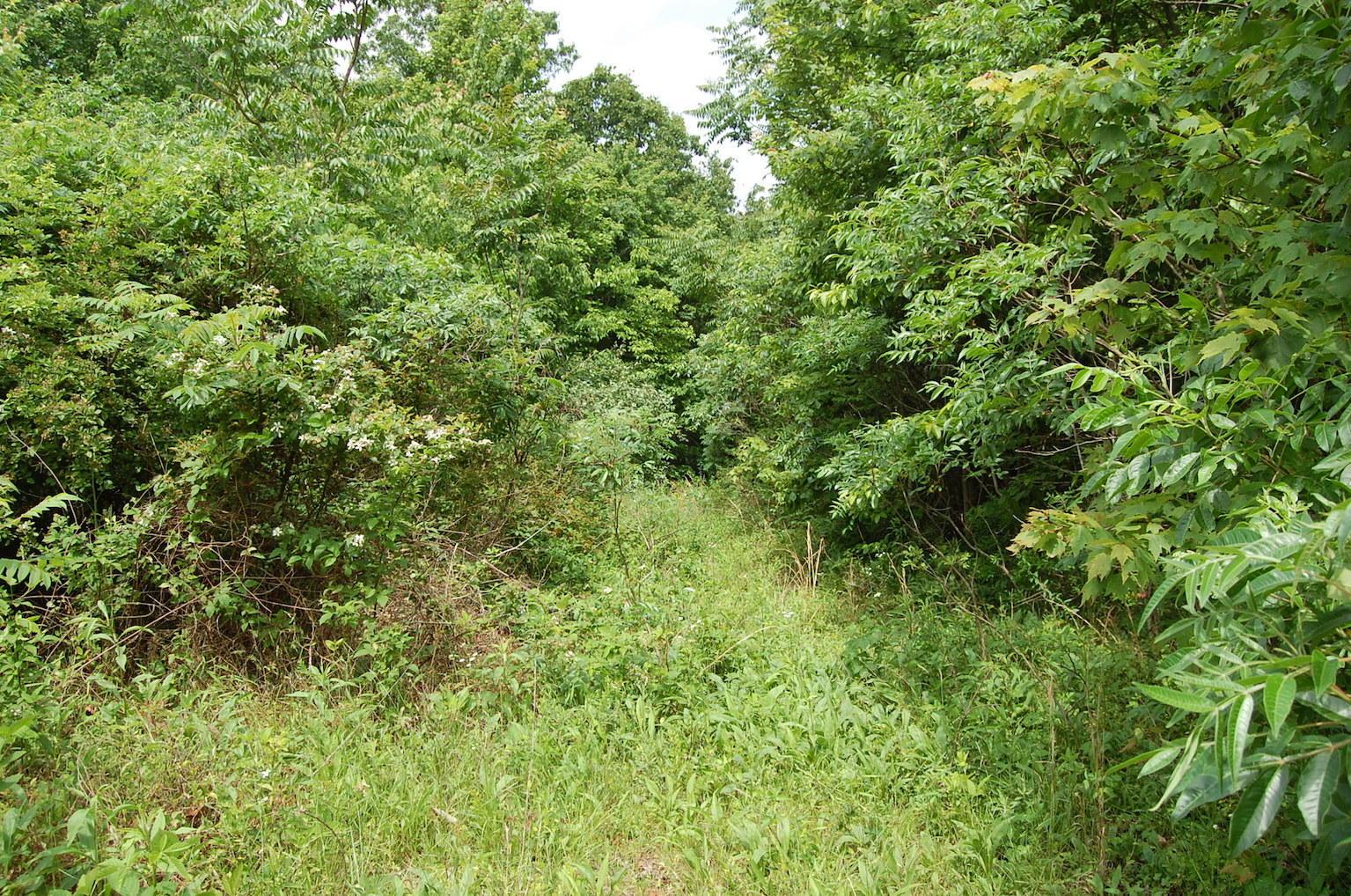 0 Blackfork-Firebrick Road Oak Hill, OH 45656 - Photo 3 of 49