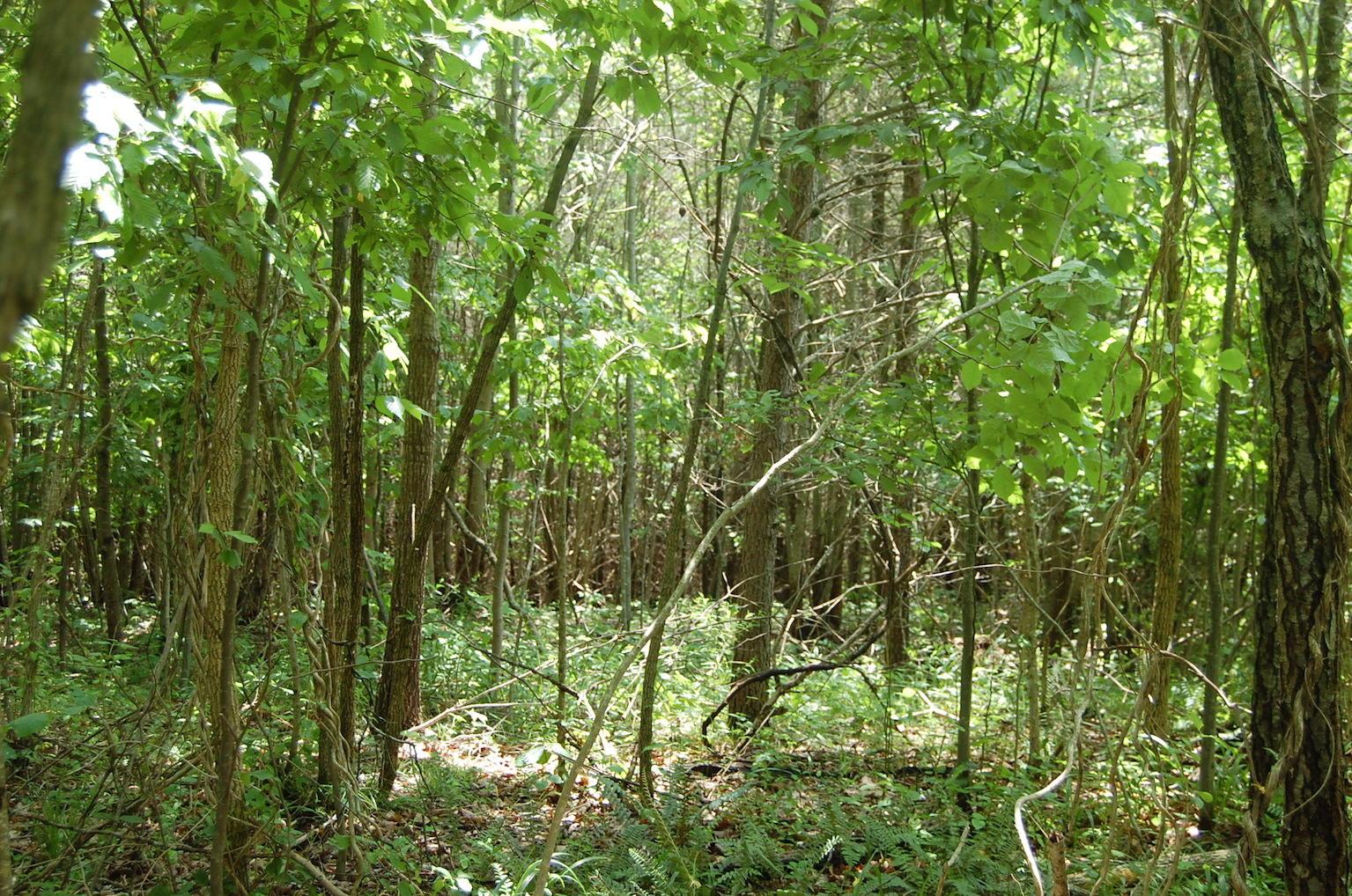 0 Blackfork-Firebrick Road Oak Hill, OH 45656 - Photo 36 of 49