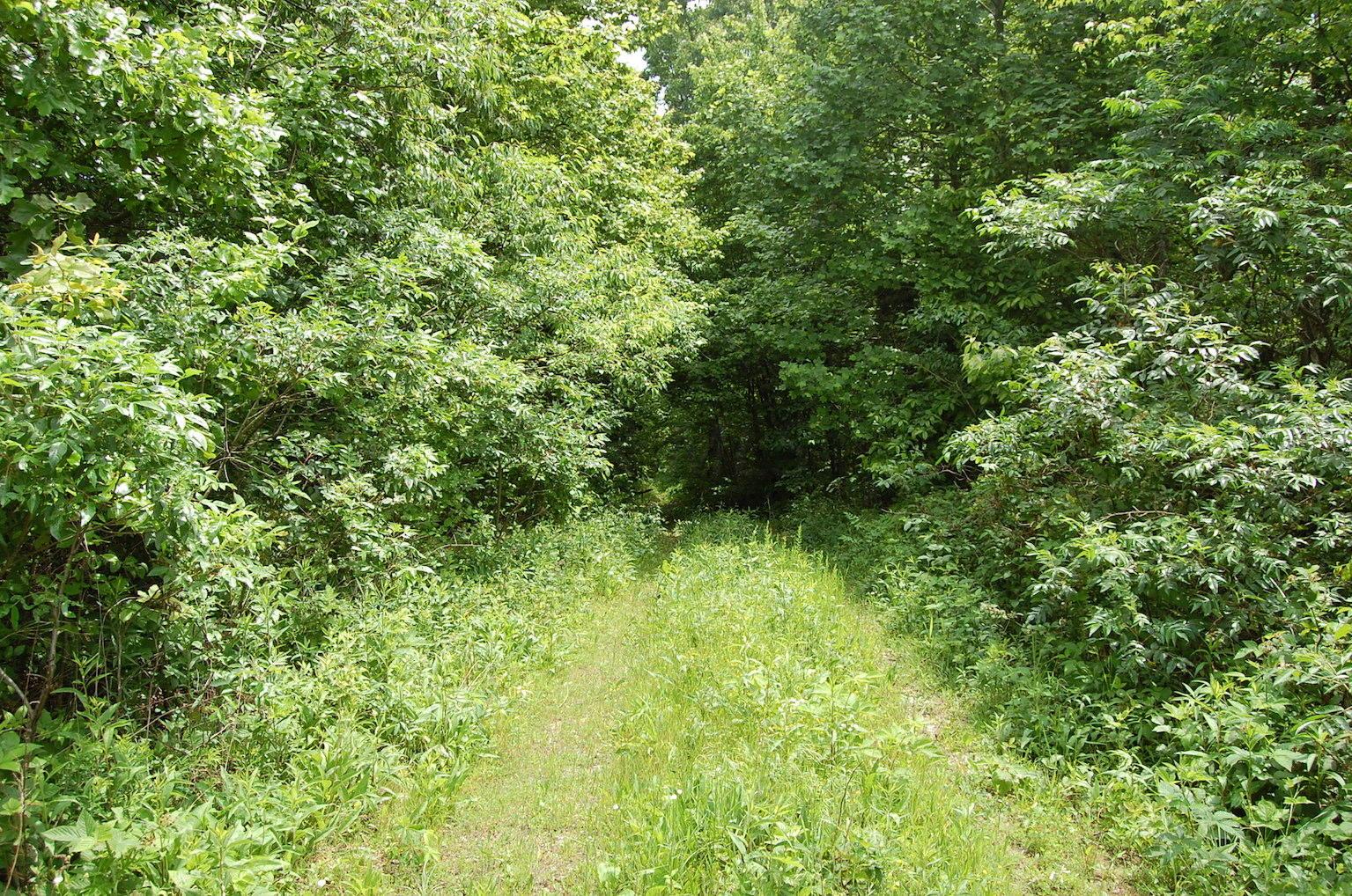 0 Blackfork-Firebrick Road Oak Hill, OH 45656 - Photo 4 of 49