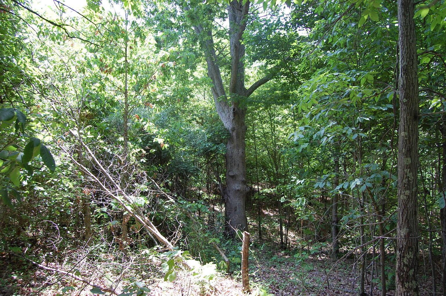 0 Blackfork-Firebrick Road Oak Hill, OH 45656 - Photo 43 of 49