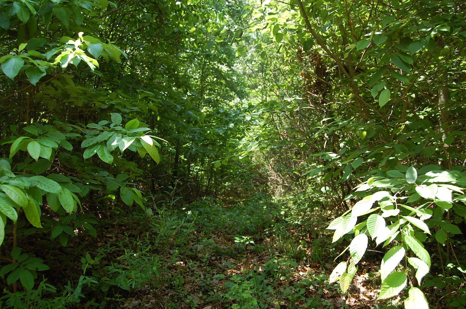 0 Blackfork-Firebrick Road Oak Hill, OH 45656 - Photo 44 of 49