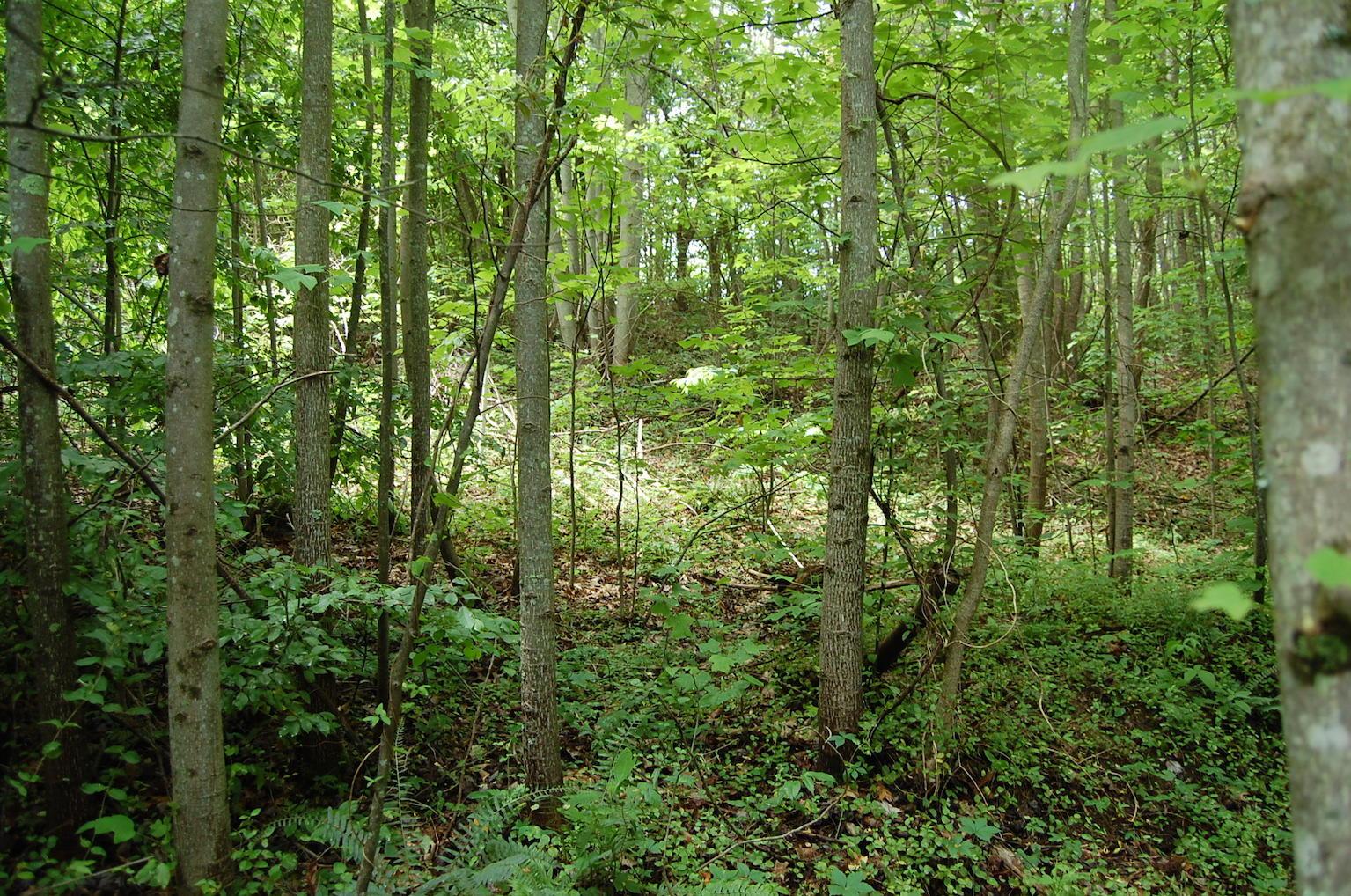 0 Blackfork-Firebrick Road Oak Hill, OH 45656 - Photo 8 of 49
