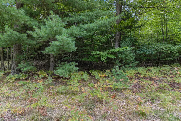 $44,900 | Lot 14 Pine Street, Mears, MI 49436