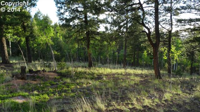 1325 Rangeview Road Divide, CO 80814 - Photo 4 of 8 Gallery Image 4