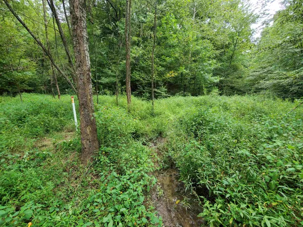 a view of a lush green forest