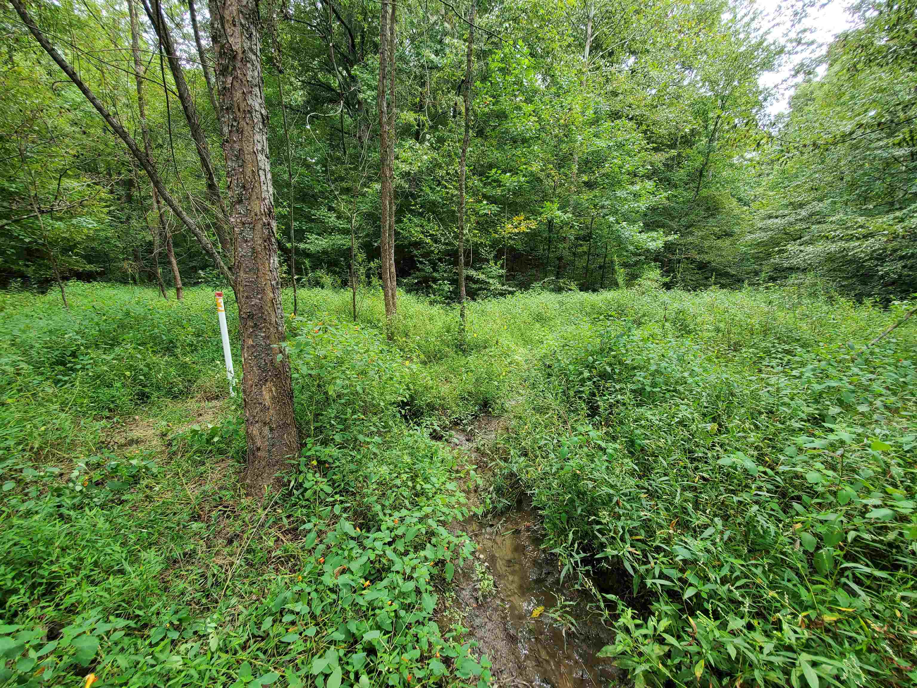 0 Bowers Road Drummonds, TN 38023 - Photo 11 of 15 a view of a lush green forest