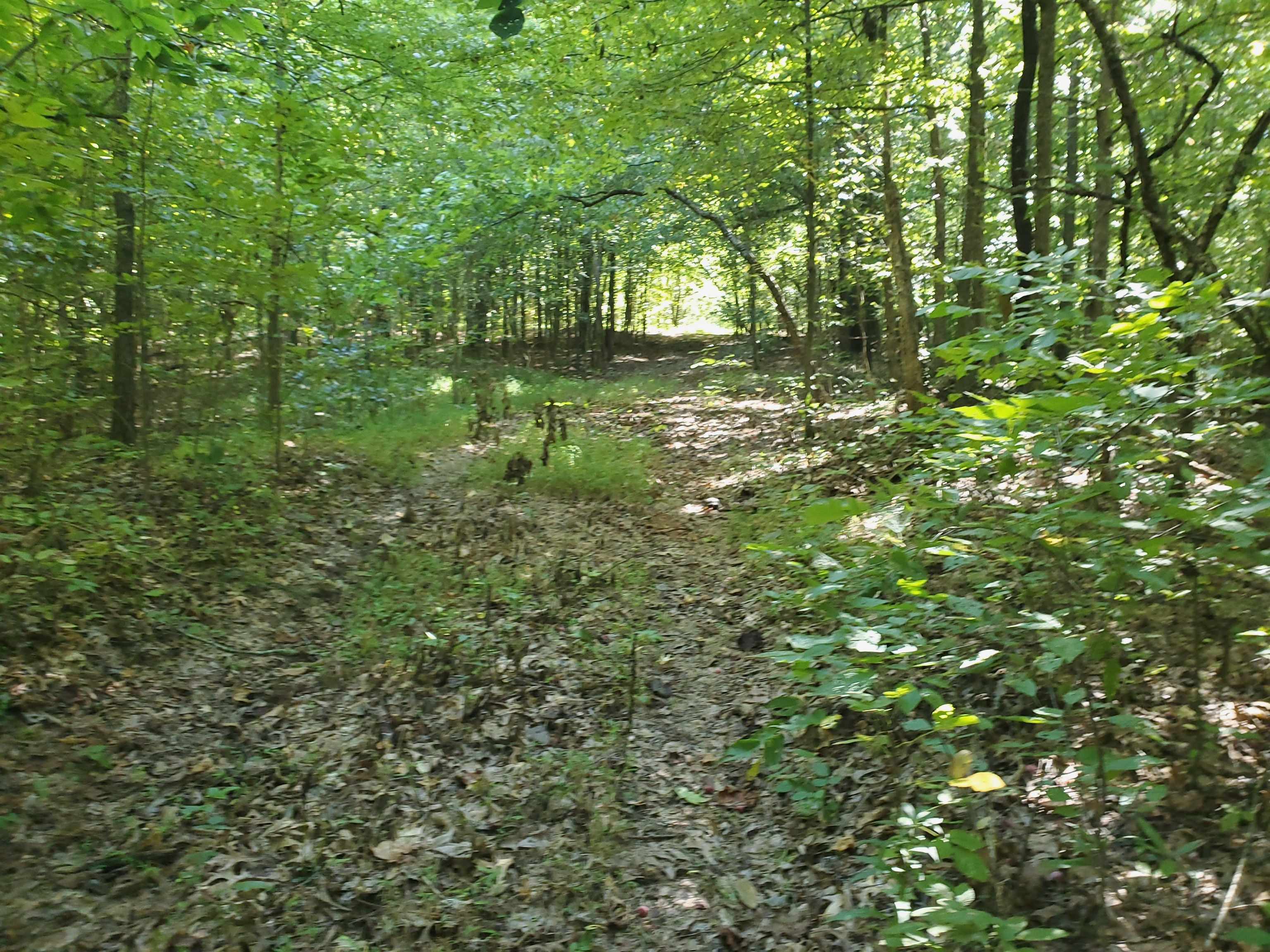 0 Bowers Road Drummonds, TN 38023 - Photo 12 of 15 a view of a yard with a tree