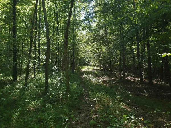a view of outdoor space and covered with trees