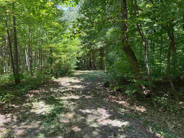 a view of a forest with trees in the background