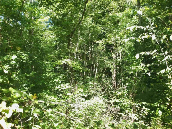 a view of a tree
