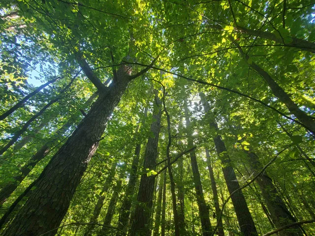 a backyard of a house with lots of trees