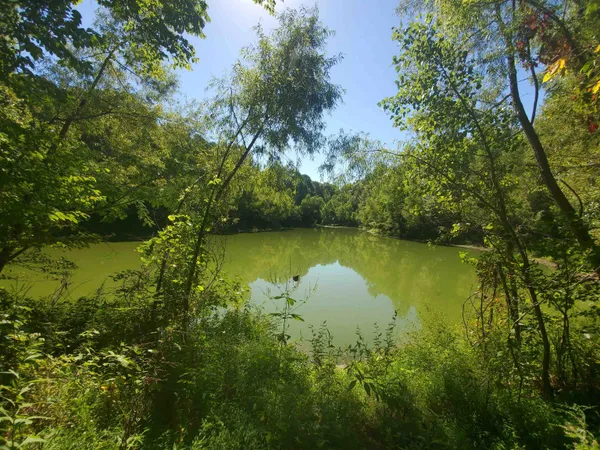 a view of a lake with a yard and large trees